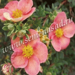 Лапчатка кустарниковая Гламур Гёл П в интернет гипермаркете «Планета Лета». Фото