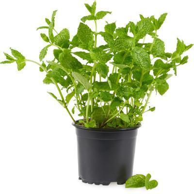 Мята в ассорт., Гор11 М Уценка!!! в интернет гипермаркете «Планета Лета». Фото