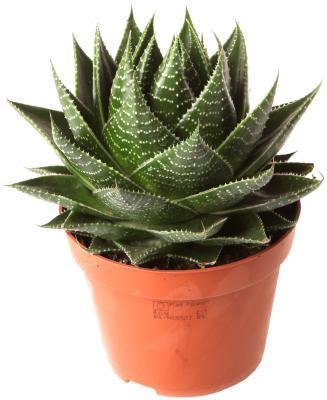 Алоэ Cosmo, Гор13, Выс25 в интернет гипермаркете «Планета Лета». Фото