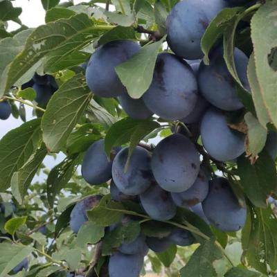 Слива Ненька 2-летка С4 Выс140 в интернет гипермаркете «Планета Лета». Фото