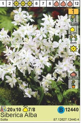 STA Пролеска Siberica Alba (x10) Планета Лета в интернет гипермаркете «Планета Лета». Фото STA Пролеска Siberica Alba (x10) в интернет гипермаркете «Планета Лета». Фото