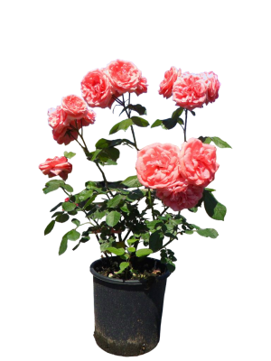 Роза чайно-гибридная Мэри Энн, Гор23М в интернет гипермаркете «Планета Лета». Фото