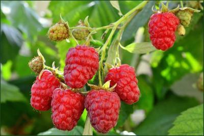 Малина Садовая Сказка (туба) в интернет гипермаркете «Планета Лета». Фото