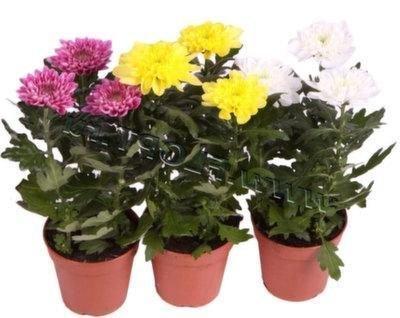 Хризантема Zembla Mix, Гор19, Выс40 в интернет гипермаркете «Планета Лета». Фото
