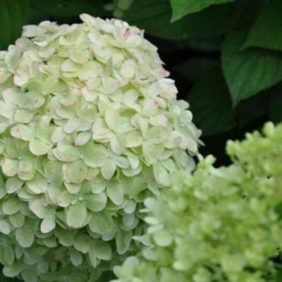 Гортензия метельчатая Лаймлайт 7Ц в интернет гипермаркете «Планета Лета». Фото