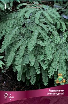 Адиантум стоповидный/К ПОИСК в интернет гипермаркете «Планета Лета». Фото Адиантум стоповидный/К в интернет гипермаркете «Планета Лета». Фото