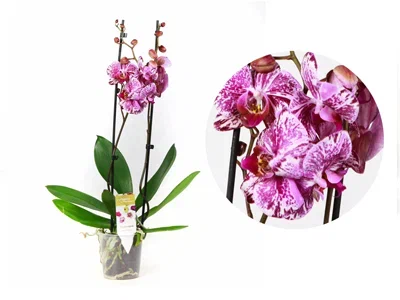 Фаленопсис Mutant, Гор12, Выс70 в интернет гипермаркете «Планета Лета». Фото