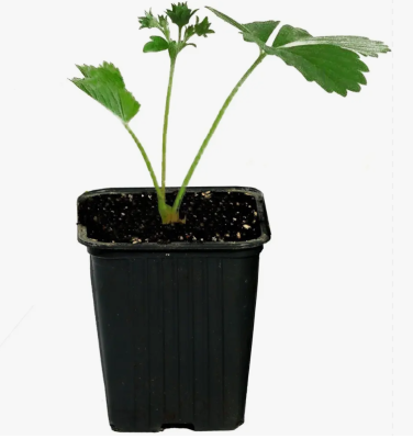 Земляника садовая Вима Рина (Р9) в интернет гипермаркете «Планета Лета». Фото