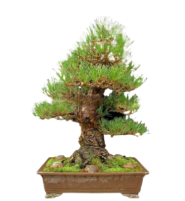 Бонсай сосна черная, Гор100, Выс300 И в интернет гипермаркете «Планета Лета». Фото