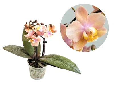 Фаленопсис 1 pp Parfumed, Гор12, Выс30 в интернет гипермаркете «Планета Лета». Фото