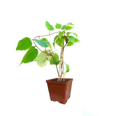 Актинидия Таежный изумруд 2-летка С2 Выс15 в интернет гипермаркете «Планета Лета». Фото