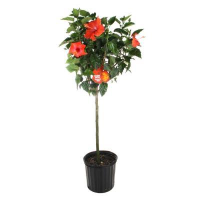 Гибискус Hanne Oranje on stam, Гор17, Выс50 в интернет гипермаркете «Планета Лета». Фото