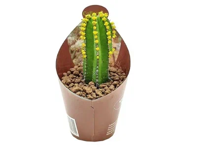 Эуфорбия Fruticosa, Гор17, Выс40 в интернет гипермаркете «Планета Лета». Фото