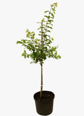 Слива Оцарк премьер 2-летка ОКС Н150 в интернет гипермаркете «Планета Лета». Фото