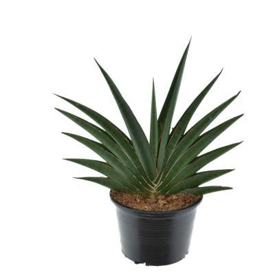 Сансевиерия Helios, Гор9, Выс30 в интернет гипермаркете «Планета Лета». Фото