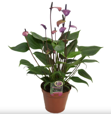 Антуриум Fiorino пурпурный Гор12, Выс40, I в интернет гипермаркете «Планета Лета». Фото