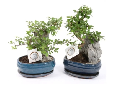 Бонсаи Mix, Гор24, Выс60 в интернет гипермаркете «Планета Лета». Фото