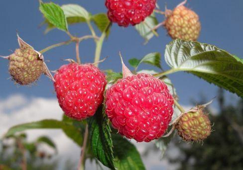Малина Садовая Новость Кузьмина (туба) в интернет гипермаркете «Планета Лета». Фото