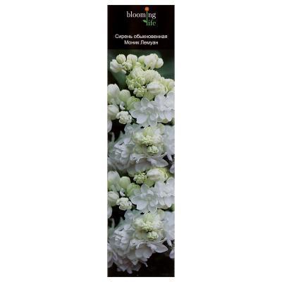 Сирень обыкновенная Моник Лемуан Tim Гор17 М в интернет гипермаркете «Планета Лета». Фото