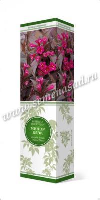 Вейгела цветущая Минор Блэк П в интернет гипермаркете «Планета Лета». Фото