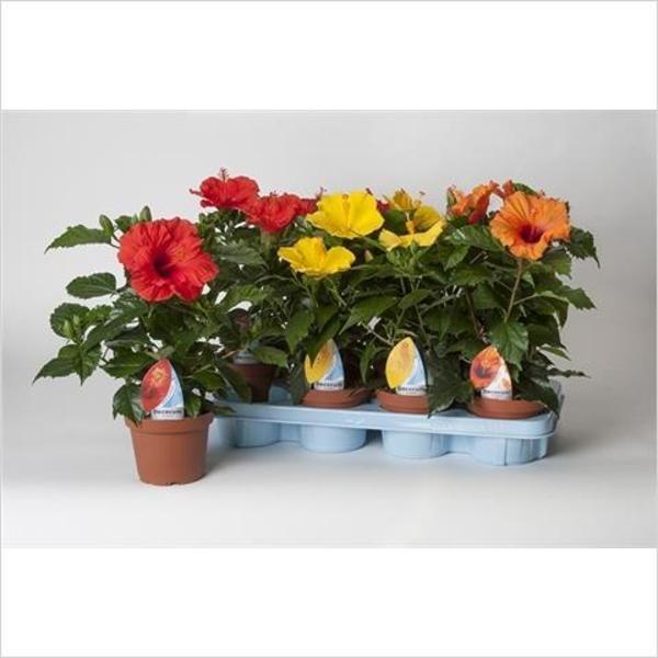 Гибискус Graf Mix, Гор12, Выс40 в интернет гипермаркете «Планета Лета». Фото