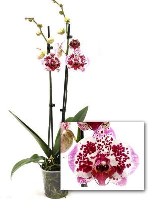 Фаленопсис 2 pp Limited, Гор12, Выс65 в интернет гипермаркете «Планета Лета». Фото