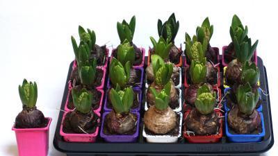 Гиацинт Mix, Гор7, Выс15 в интернет гипермаркете «Планета Лета». Фото