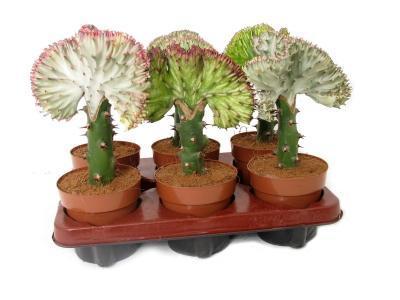 Эуфорбия Lactea Cristata, Гор8, Выс20 в интернет гипермаркете «Планета Лета». Фото