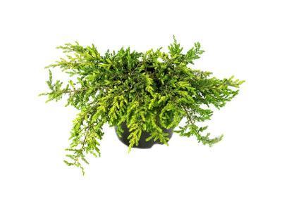 Можжевел.обыкн.Goldschatz, Гор19, Выс25-30 в интернет гипермаркете «Планета Лета». Фото