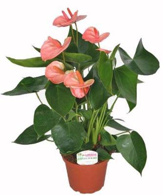 Антуриум Arcade Pink, Гор14, Выс50 в интернет гипермаркете «Планета Лета». Фото