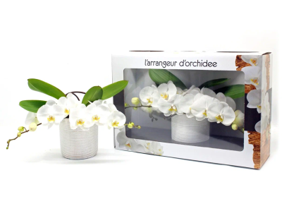 Фаленопсис L'arrangeur D'orchidee mix, Гор12, Выс55 в интернет гипермаркете «Планета Лета». Фото