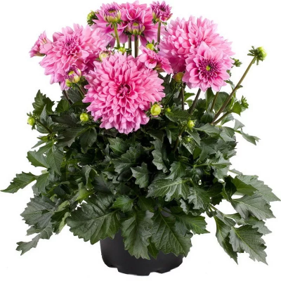 Георгина ампельная, Гор25 М в интернет гипермаркете «Планета Лета». Фото