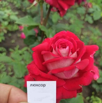 Роза чайно-гибридная Люксор ОКС в интернет гипермаркете «Планета Лета». Фото