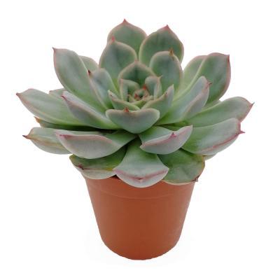 Эчеверия Menina, Гор8, Выс12 в интернет гипермаркете «Планета Лета». Фото