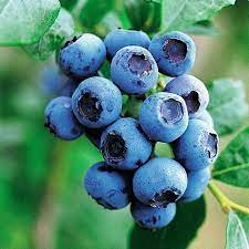 Голубика высокорослая Река П в интернет гипермаркете «Планета Лета». Фото