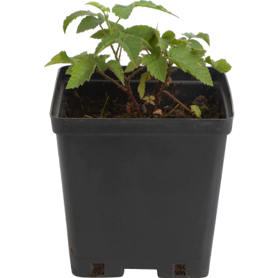 Ежевика Честер Торнлесс С2 Н50 в интернет гипермаркете «Планета Лета». Фото