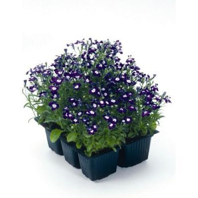 Лобелия, (1*6) клаета М в интернет гипермаркете «Планета Лета». Фото