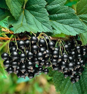 Смородина черная Титания С3 Выс50 в интернет гипермаркете «Планета Лета». Фото