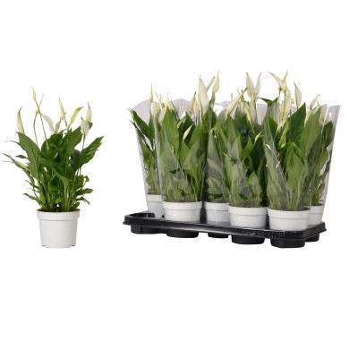 Спатифиллум Bellini, Гор13, Выс40 в интернет гипермаркете «Планета Лета». Фото