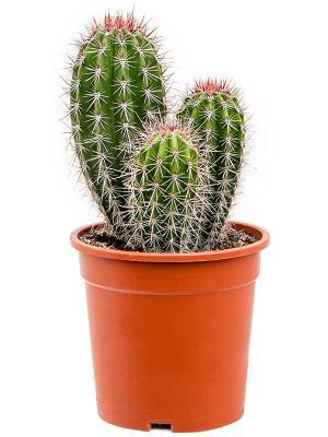 Кактус PACHYCEREUS PRIN, Гор40, Выс40 в интернет гипермаркете «Планета Лета». Фото