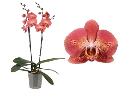 Фаленопсис 1 pp Leco Fantastic, Гор12, Выс40 в интернет гипермаркете «Планета Лета». Фото