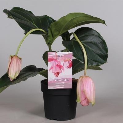 Мединилла Magnifica, Гор17, Выс60 в интернет гипермаркете «Планета Лета». Фото