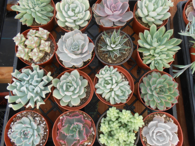 Суккуленты + декор, Гор6, Выс8 в интернет гипермаркете «Планета Лета». Фото