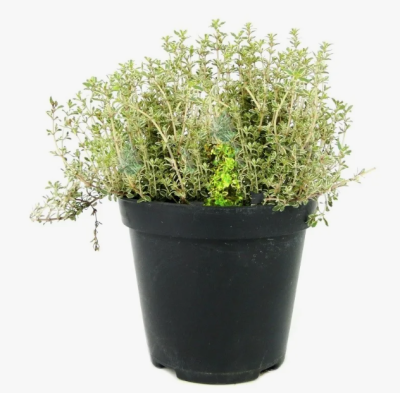 Тимьян лимоннопахн., Гор13, Выс16 в интернет гипермаркете «Планета Лета». Фото