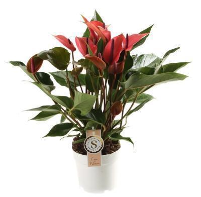 Антуриум Turenza, Гор14, Выс60 в интернет гипермаркете «Планета Лета». Фото