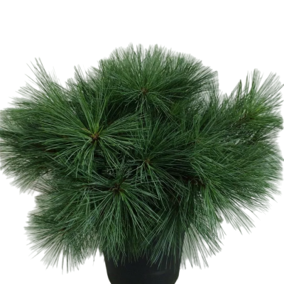 Сосна Веймутова Macopin, C10, Выс20-30 в интернет гипермаркете «Планета Лета». Фото