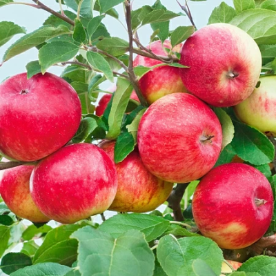 Яблоня Осеннее Полосатое 2-летка С4 Н140 в интернет гипермаркете «Планета Лета». Фото