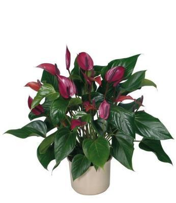 Антуриум Fiorino пурпурный, Гор14, Выс30-40 К в интернет гипермаркете «Планета Лета». Фото