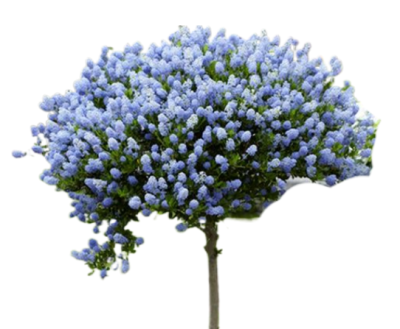 Гидрангея Macrophylla stam, Гор17, Выс60 в интернет гипермаркете «Планета Лета». Фото
