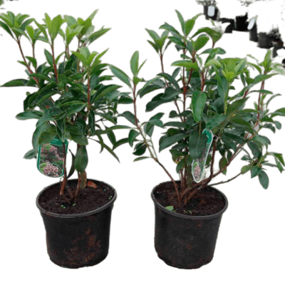 Кальмия широколистная Гинкона П в интернет гипермаркете «Планета Лета». Фото